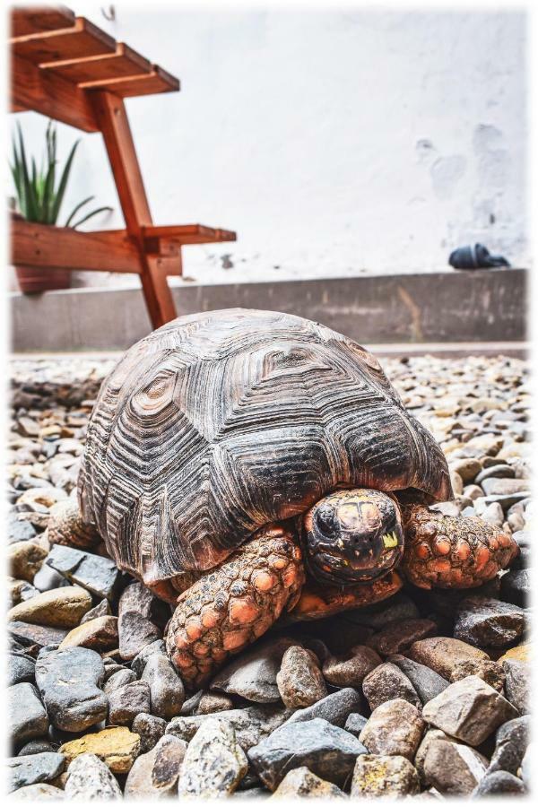 Atma Hostel & Yoga Huanchaco Eksteriør billede